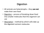 Digestion in the Animal Kingdom