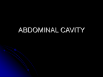 ABDOMINAL CAVITY