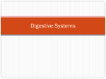 Digestive Systems