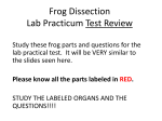 Frog Dissection