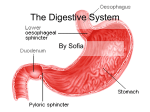 The Digestive System