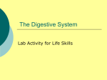 The Digestive System