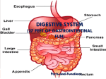 Digestive System PowerPoint