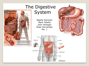 What is The Digestive System?