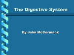 The Digestive System - Etiwanda E