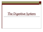 The Digestive System