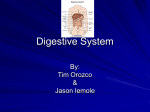 Digestive System