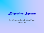 Digestive System