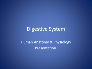 Digestive System