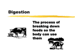 Digestion