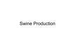 Swine Production