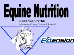 Equine Nutrition (31 slides, 936 KB )