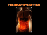 The Digestive System