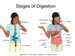 Stages of Digestion