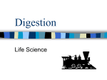 Digestion - District 128 Moodle