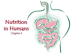 Nutrition in humans