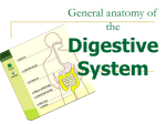 06 General anatomy of the digestive system