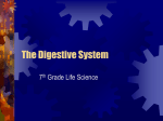 The Digestive System