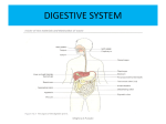 digestive system