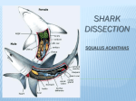 shark dissection squalus acanthias