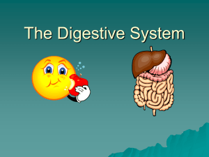 The Digestive System