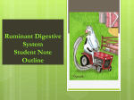Ruminant Digestion Note Guide