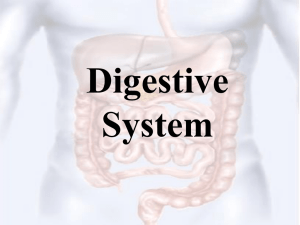 Digestive System