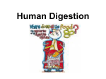 Human Digestion