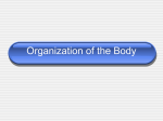 Organization of the Body