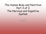 The Human Body Part 3 of 3 The Nervous and Digestive System