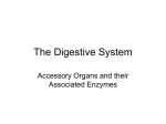SBI3U_04_03_Digestive Accessory Organs