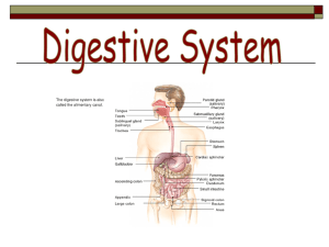 Digestion