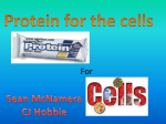 CJH8 10.27.09 really important Why cells need protein CJ Hobbie