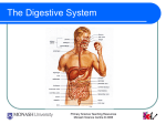 The Digestive System 1