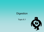 Digestion Topics 6,11,H