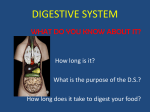 digestive system