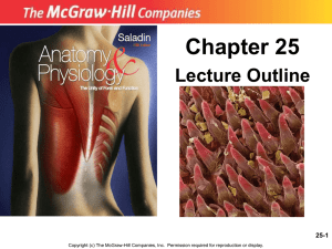 small intestine - Human Anatomy and Physiology