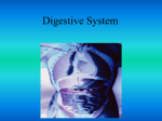 File digestive system