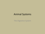 Animal Systems - Miss-Sussmans