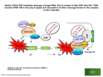 Model of Star‐PAP‐mediated cleavage of target RNA. Direct contact