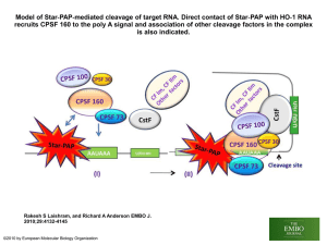 Model of Star‐PAP‐mediated cleavage of target RNA. Direct contact