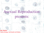 Cell Cycle