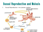 Meiosis