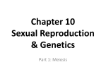 Meiosis ppt