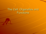 The Cell: Organelles and Functions