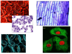 Cell: Smallest Unit of Life