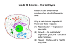 Grade 10 Science – The Cell Cycle