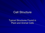 Cell Structure - Boone County Schools