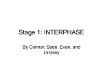 Stage 1: INTERPHASE
