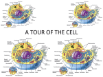 A TOUR OF THE CELL - Great Neck Public Schools